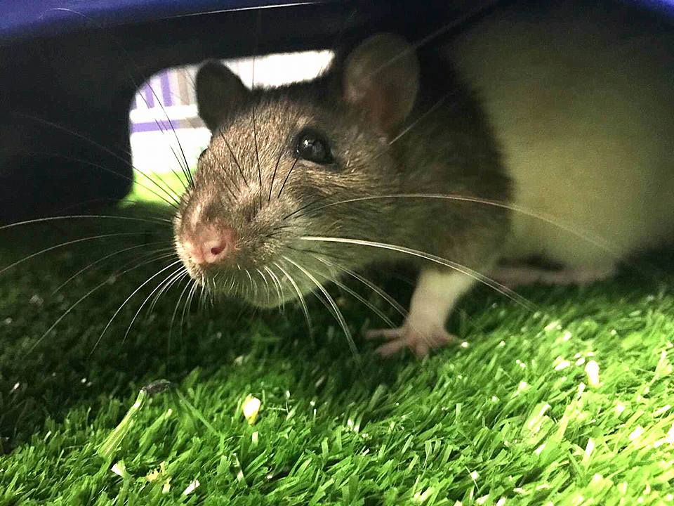 Boarding Rats & Mice Photo Gallery | Noah's Ark Pet Resort